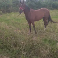 فروش فوری اسب جوان کرد میزان و پرخون|اسب و تجهیزات اسبسواری|پرهسر, |دیوار