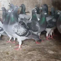 ۴۰عدد کبوتر پلاکی آلمانی  نر