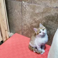 واگذاری بچه گربه