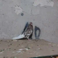 چشنوک|پرنده|مسجد سلیمان, |دیوار