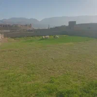 بره ماده ۲۲کیلو تا۲۶کیلو سه عدد|حیوانات مزرعه|گزیک, |دیوار