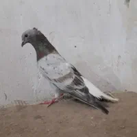 سرور دم سفید2تا1جوجه طوقی شاه