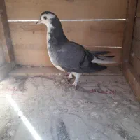 کفتر بدرنگ|پرنده|اصفهان, بوستان ناژوان|دیوار