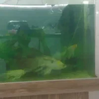 آکواریوم 80در 60با ماهی ودستگاهاش|ماهی|سبزوار, هویزه|دیوار