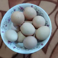 تخمه مرغ نطفه دار