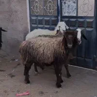 فروش ۴راس میش ابستن