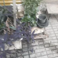 گل طبیعی  برای حیاط و داخل آپارتمان