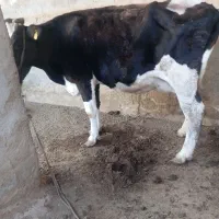 گاو ماده خارجی|حیوانات مزرعه|هیرمند, |دیوار