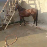 کره نریون2سال