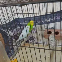 یک جفت مرغ عشق خوش رنگ