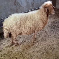 میش
