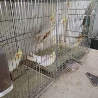 عروس هلندی جوجه وبالغ|پرنده|رشت, شهرک صبا|دیوار