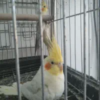 عروس هلندی جفت آماده