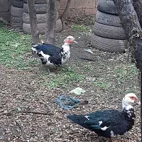 اردک اسرائیلی نر و ماده|حیوانات مزرعه|آستانه اشرفیه, |دیوار