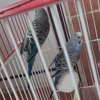 ۴ عدد مرغ عشق یکی ماده و سه تا نر