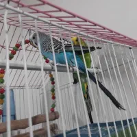 دو عدد مرغ عشق
