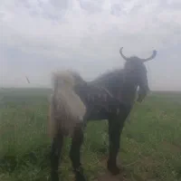 ۴۵۰۰۰۰۰۰