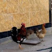 مرغ و خروس عربی و گلین ریشو