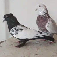 کبوتر سینه سیاه و شاخدار