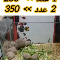 بچه همستر