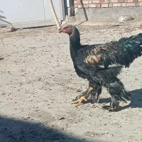 خروس برهما بلک و لایت غول پیکر|حیوانات مزرعه|میانه, |دیوار