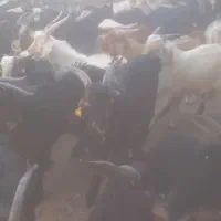 فروش ۱۴۰راس بزغاله پرواری چاق میش بز قوچ بره|حیوانات مزرعه|پیر بکران, |دیوار