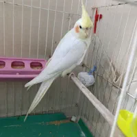 سلام عروس هلندی سالم سلامت قیمت 600