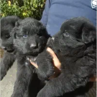 فروش حیوانات خانگی|سگ|رامیان, |دیوار