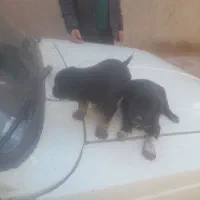 سگ سراب|سگ|تاکستان, |دیوار