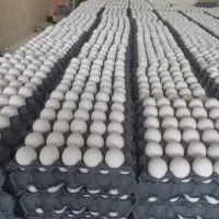 پخش عمده وخرده تخم مرغ  زرین پر تمام نقاط تهران