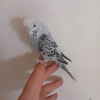 مرغ عشق انگلیسی+عروس هلندی(ازسرلاکی تاجفت باجوجه)