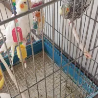 جوجه عروس هلندی