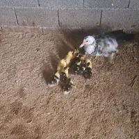 جوجه اردک به همراه مادر|حیوانات مزرعه|آمل, |دیوار