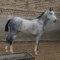 اسب گوسفند بز|اسب و تجهیزات اسب‌سواری|پیشوا, |دیوار