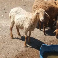 برای پرواربندی