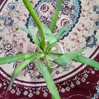 دو عدد گل نخل و عروس|گل و گیاه طبیعی|ایذه, |دیوار