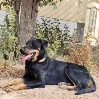 سگ روت وائلر|سگ|شهرضا, |دیوار