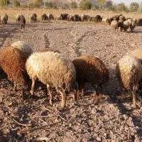 بز و گوسفند|حیوانات مزرعه|خوی, |دیوار
