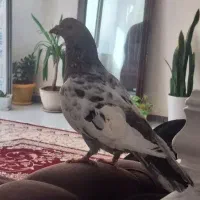 کبوتر