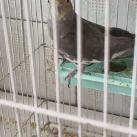 عروس هلندی|پرنده|نقده, |دیوار