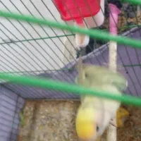 جفت برزیلی مولد|پرنده|رباط‌کریم, مسکن مهر آبشناسان|دیوار