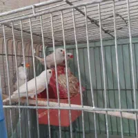 ۲ جفت فنچ با قفس، لانه و لوازم، ۷۰۰ تومان