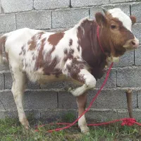 ورزا کوله چالوسی عروسک