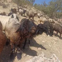 قوچ سه ساله ترکی و کاوه|حیوانات مزرعه|پاتاوه, |دیوار