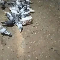 40تاکفتر بوم نر وماده قاطی بیشتر نر