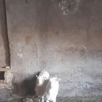 بزوبزغاله سانن|حیوانات مزرعه|قزوین, |دیوار