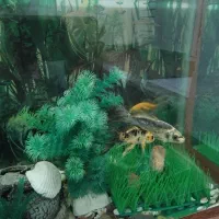 آکواریوم همراه با ماهی و وسایل|ماهی|سقز, |دیوار