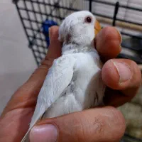 جوجه کوتوله