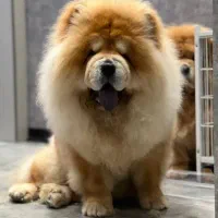 چاوچاو پوزه کوتاه و چروک