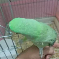 شاه طوطی ۵ماهه رام ودستی|پرنده|ایرانشهر, |دیوار